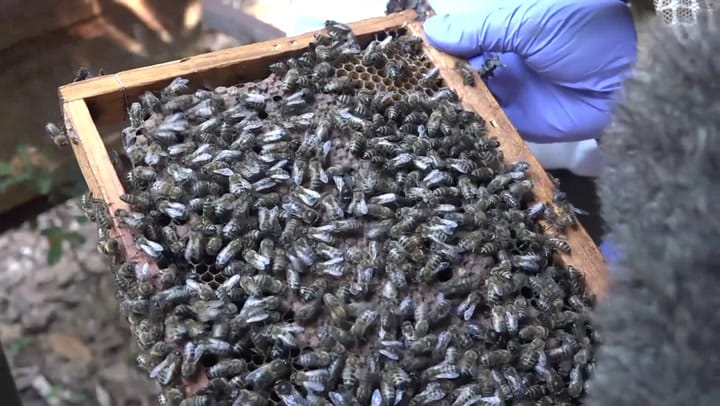 CULTIV A NOU - Dimanche 26 Octobre 2025