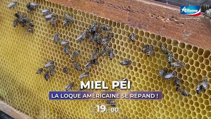 LE 19H00 -Mardi 26 Août 2025