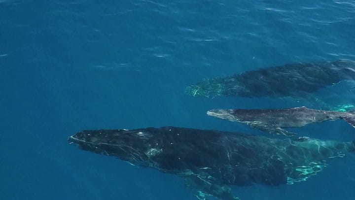 Replay NOUT TER ANSANM : SAISON DES BALEINES 2023 - Dimanche 22 Septembre 2024