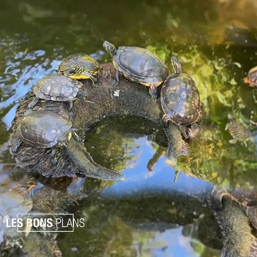 Le Jardin des Tortues : un sanctuaire paisible à découvrir aux Avirons