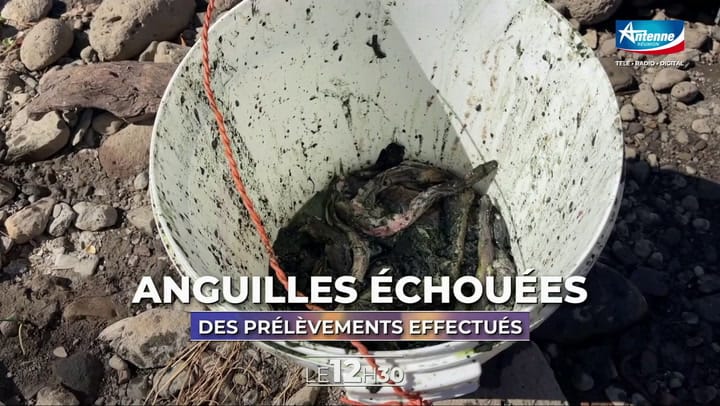 LE 12H30 - MARDI 04 NOVEMBRE 2025 