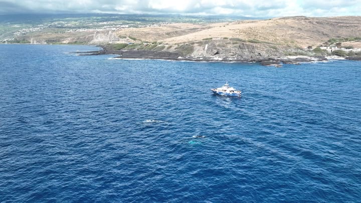 Replay NOUT TER ANSANM : SAISON DES BALEINES 2023 - Samedi 21 Septembre 2024