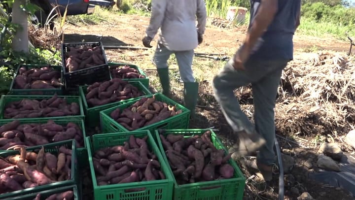 CULTIV A NOU - Dimanche 30 Novembre 2025