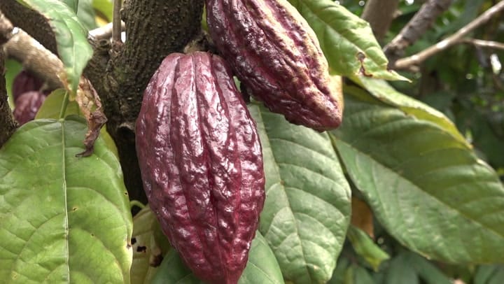 CULTIV A NOU - 2025-11-16 1 -Dimanche 16 Novembre 2025