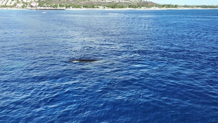 Replay NOUT TER ANSANM : SAISON DES BALEINES 2023 - Vendredi 20 Septembre 2024