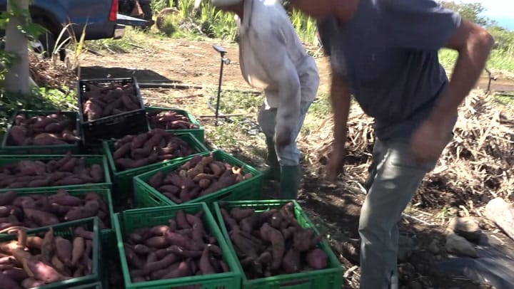 CULTIV A NOU - Lundi 24 Novembre 2025