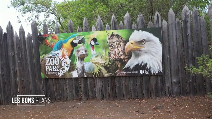 Plongez au cœur de la nature au Zoo Parc de l’Étang-Salé