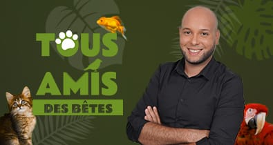 Tous Amis des Bêtes