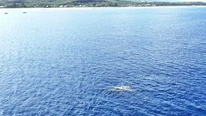 Replay NOUT TER ANSANM : SAISON DES BALEINES 2023 - Jeudi 19 Septembre 2024