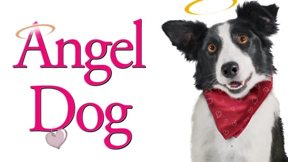 Replay ANGEL DOG- Mercredi 27 Septembre 2023